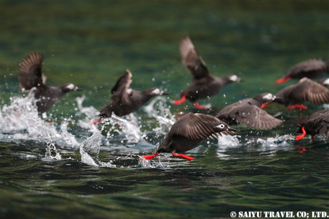 天売島　ケイマフリ　朝のケイマフリ号 Spectacled Guillemot (3)