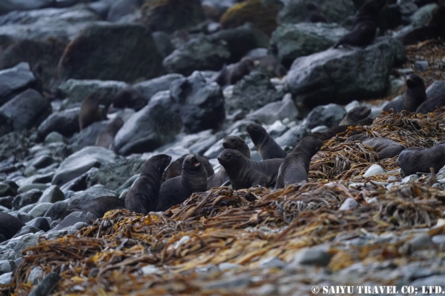 キタオットセイ　Northern fur seal (4)　コマンダー諸島　コマンドルスキー諸島　メ-ドヌイ島 Commander Island Medny Island