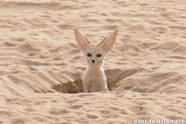 サハラ砂漠のフェネック Fennec チャド ワイルドライフ Wildlife 世界の野生動物観察日記