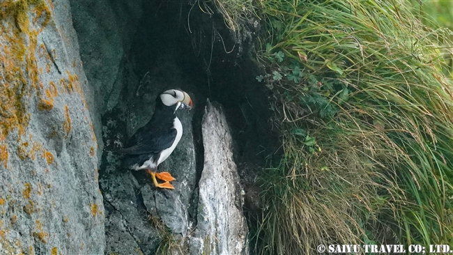 ツノメドリ Horned Puffin メイドニー島 Medny Island コマンドルスキー諸島　コマンダー諸島　Commander Islands (4)