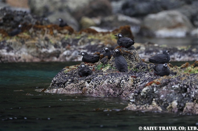 天売島　ケイマフリ　朝のケイマフリ号 Spectacled Guillemot (8)