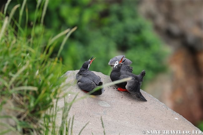 天売島　ケイマフリ　Spectacled Guillemot Teuri Island (3)