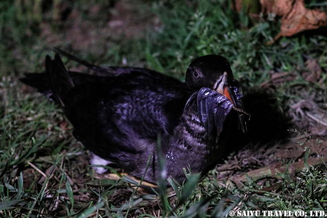 ウトウ　 Rhinoceros auklet　天売島 (3)