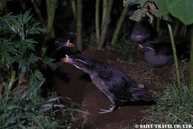 ウトウ　 Rhinoceros auklet　天売島 (5)