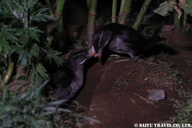 ウトウ　 Rhinoceros auklet　天売島 (7)