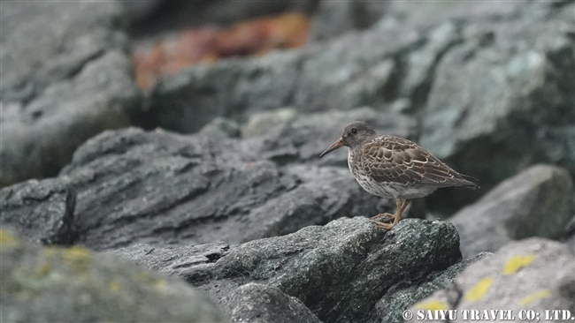 チシマシギ Rock Sandpiper メイドニー島　コマンダルスキー諸島　プレオブラジェンスコエ　Medny Island Commander Islands Preobrazhenskoye (6)