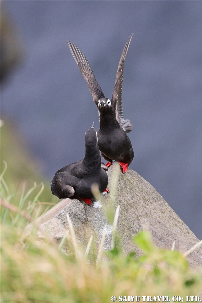 天売島　ケイマフリ　Spectacled Guillemot Teuri Island (6)