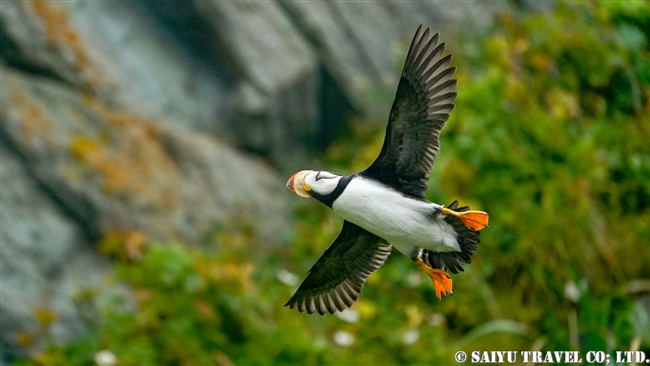 ツノメドリ Horned Puffin メイドニー島 Medny Island コマンドルスキー諸島　コマンダー諸島　Commander Islands (9)