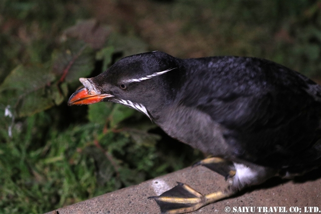 ウトウ　 Rhinoceros auklet　天売島 (11)