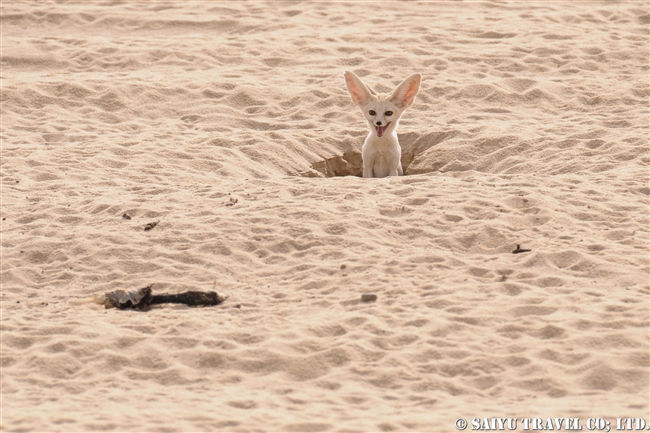 サハラ砂漠のフェネック Fennec チャド ワイルドライフ Wildlife 世界の野生動物観察日記