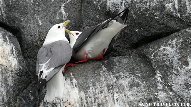 アカアシミツユビカモメ Red-legged Kittiwake ベーリング島　コマンダー諸島 Bering Island Commander Islands(8)