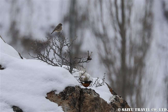 冬のカイバル村　北部パキスタン　Khyber village winter Northern Pakistan (8)