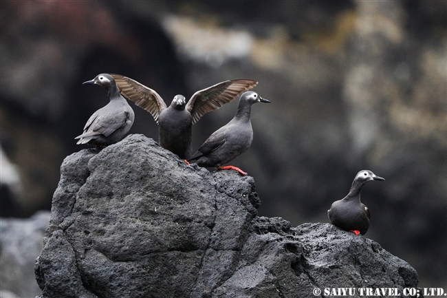 天売島　ケイマフリ　朝のケイマフリ号 Spectacled Guillemot (11)