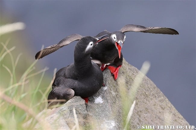 天売島　ケイマフリ　Spectacled Guillemot Teuri Island (9)