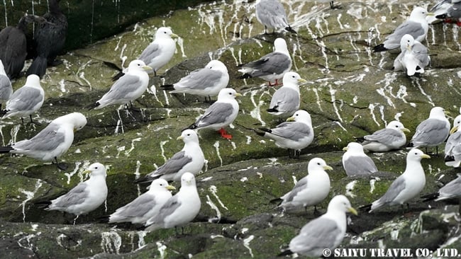 アカアシミツユビカモメ Red-legged Kittiwake ベーリング島　コマンダー諸島 Bering Island Commander Islands(5)