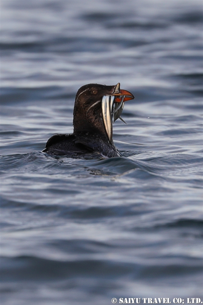 ウトウ　天売島ケイマフリ号Rhinoceros Auklet (1)