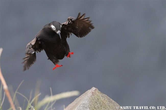 天売島　ケイマフリ　Spectacled Guillemot Teuri Island (10)