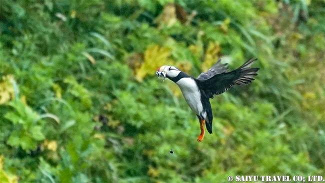 ツノメドリ Horned Puffin メイドニー島 Medny Island コマンドルスキー諸島　コマンダー諸島　Commander Islands (5)