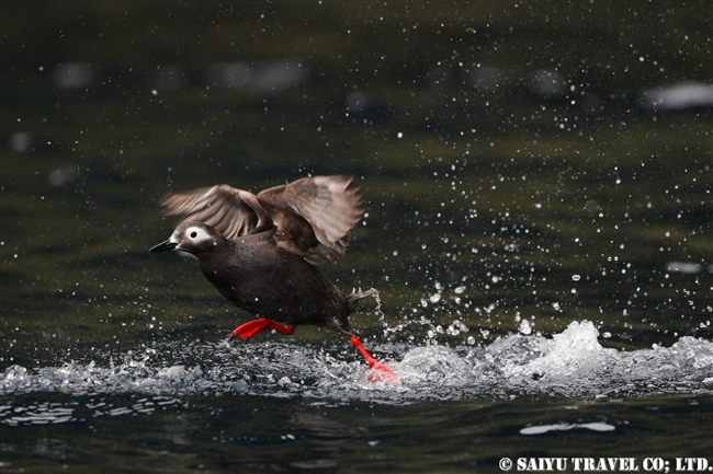 天売島　ケイマフリ　朝のケイマフリ号 Spectacled Guillemot (5)