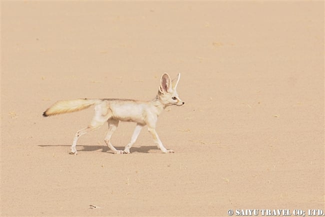 サハラ砂漠のフェネック Fennec チャド ワイルドライフ Wildlife 世界の野生動物観察日記