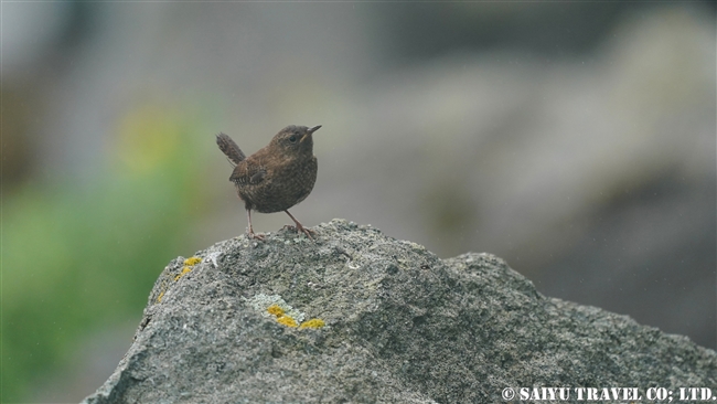 ミソサザイ Eurasian Wren Pacific Wren メイドニー島　コマンダルスキー諸島　プレオブラジェンスコエ　Medny Island Commander Islands Preobrazhenskoye (9)