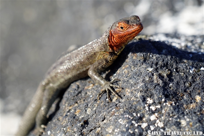 ハラパゴス諸島　ヨウガントカゲ Lava Lizard モスケラ島 Mosquera Island (8)