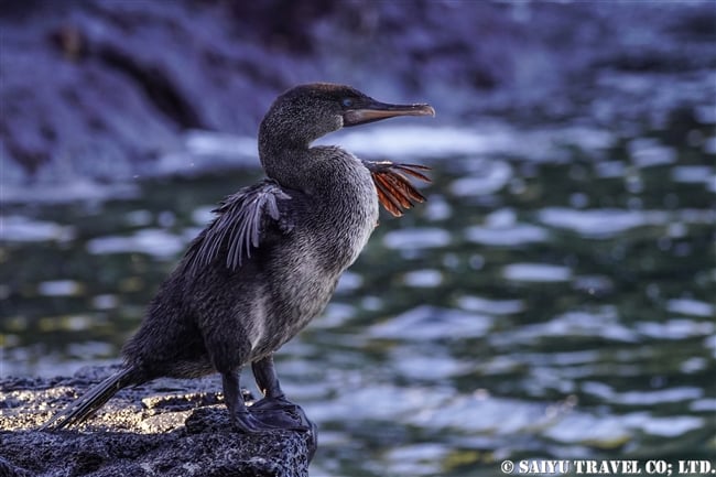 ガラパゴス諸島　ガラパゴスコバネウ　Flightless cormorant　イサベラ島　タグス・コーブ　Isabela Island Tagus Cove (3)