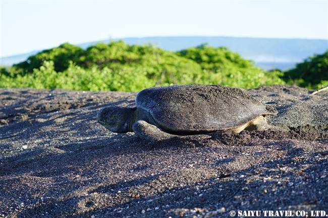 ガラパゴス諸島　イサベラ島　ウルビナ湾　iSABELA ISLAND URBINA BAY Green Turtle アオウミガメ(2)