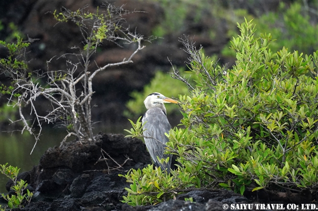 ガラパゴス諸島　オオアオサギ Great Blue Heron サンタクルス島ラス・バーチャス (4)