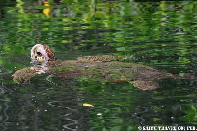 イサベラ島 エリザベス湾 Isabela Island Elizabeth Bay　ガラパゴスアオウミガメ Galapagos Green Turtle (6)