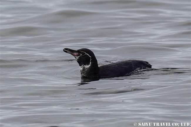 フェルナンディナ島 Fernandina Island プンタ・エスピノーザ Punta Espinoza ガラパゴスペンギン Galapagos Penguin