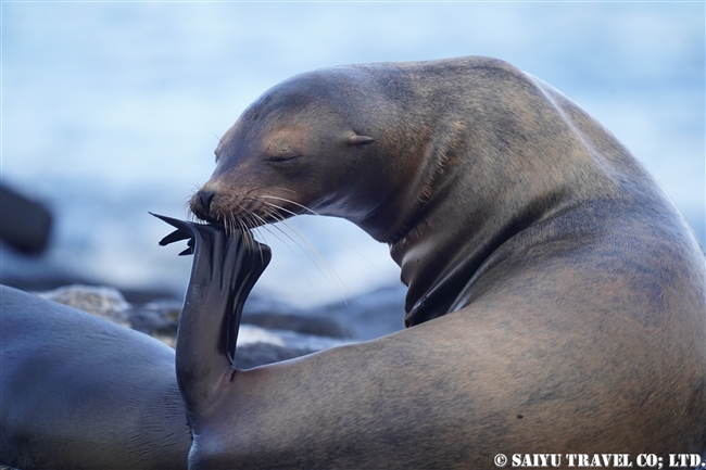 ハラパゴス諸島　モスケラ島 Mosquera Island ガラパゴスアシカ galapagos sea Lion (2)