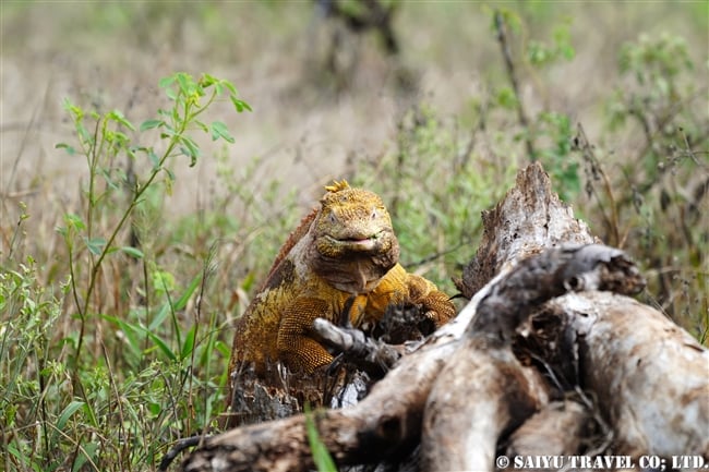 ガラパゴス諸島　ガラパゴスリクイグアナ　Land Iguana サンタクルス島　ドラゴンヒル Santa Cruz Island Cerro Dragon (5)