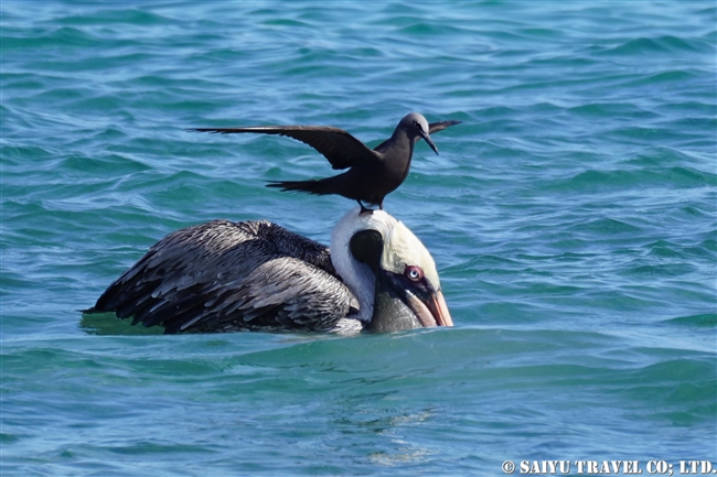 ハラパゴス諸島　カッショクペリカンとクロアジサシ　Brown Noddy モスケラ島 Mosquera Island (10)