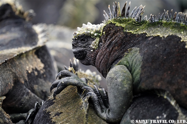 フェルナンディナ島 Fernandina Island プンタ・エスピノーザ Punta Espinoza ウミイグアナ Marine Iguana (10)