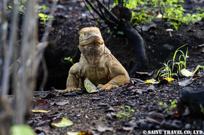 ガラパゴス諸島　イサベラ島　ウルビナ湾　iSABELA ISLAND URBINA BAY ガラパゴスリクイグアナ　 Galapagos Land Iguana(6)