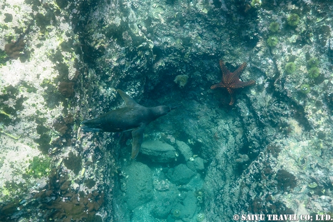 ガラパゴス諸島　イサベラ島　タグスコーブ　シュノーケリング Snorkelling at Tagus Cove ガラパゴスペンギン Galapagos Penguin (5)