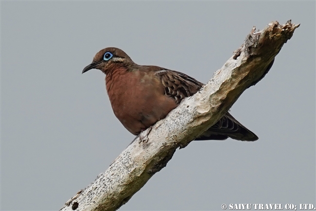 ガラパゴス諸島　アオメバト ガラパゴスバト Galapagos Dove サンタクルス島　ドラゴンヒル Santa Cruz Island Cerro Dragon (8)