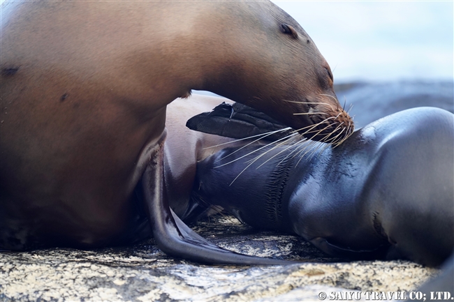 ハラパゴス諸島　ガラパゴスアシカ galapagos sea Lionモスケラ島 Mosquera Island (3)