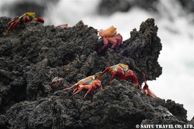 ガラパゴス諸島　ガラパゴスベニイワガニ　Sally Lightfoot Crab サンタクルス島ラス・バーチャス (3)