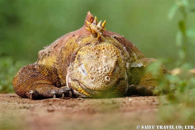 ガラパゴス諸島　ガラパゴスリクイグアナ　Galapagos Land Iguana サンタクルス島　ドラゴンヒル Santa Cruz Island Cerro Dragon (10)