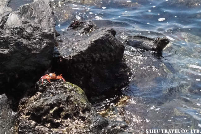 ガラパゴス諸島船の旅　バルトラ島 (6)