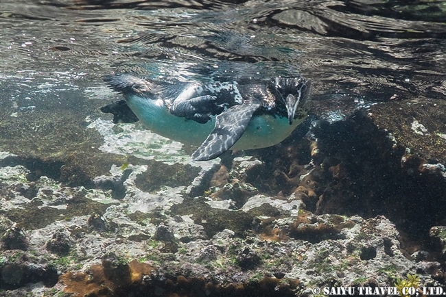 ガラパゴス諸島　イサベラ島　タグスコーブ　シュノーケリング Snorkelling at Tagus Cove ガラパゴスペンギン Galapagos Penguin (3)