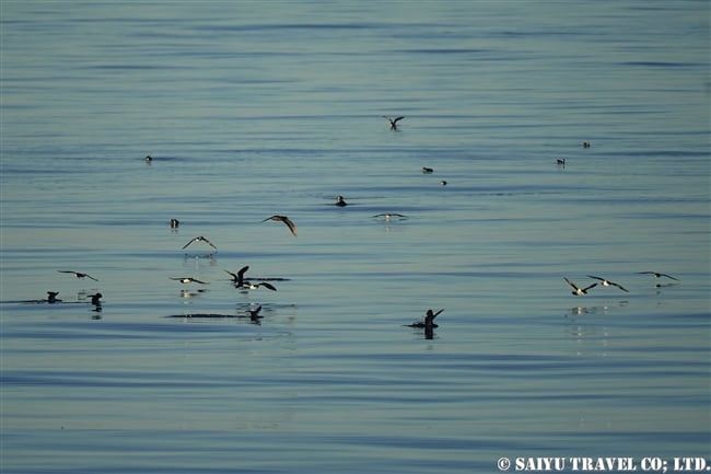 ガラパゴス諸島　ガラパゴスミズナギドリ Galapagps Shearwater イサベラ島　タグス・コーブ　Isabela Island Tagus Cove (1)