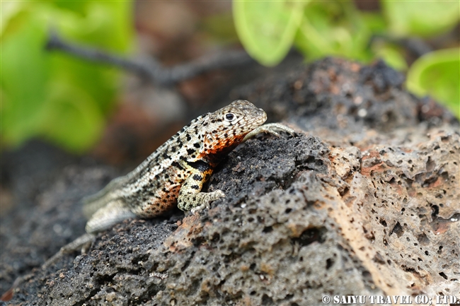 ガラパゴス諸島　ヨウガントカゲ lava Lizard サンタクルス島　ドラゴンヒル Santa Cruz Island Cerro Dragon (1)