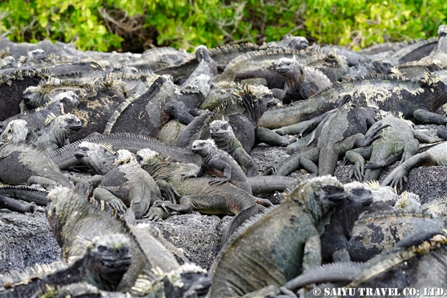 フェルナンディナ島 Fernandina Island プンタ・エスピノーザ Punta Espinoza ウミイグアナ Marine Iguana (4)