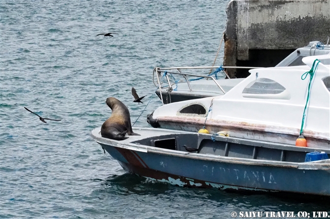 ガラパゴス諸島船の旅　バルトラ島 (8)