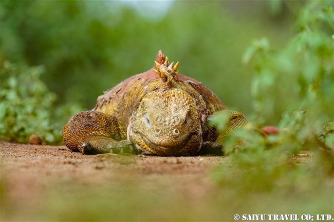 ガラパゴス諸島　ガラパゴスリクイグアナ　Galapagos Land Iguana サンタクルス島　ドラゴンヒル Santa Cruz Island Cerro Dragon (9)