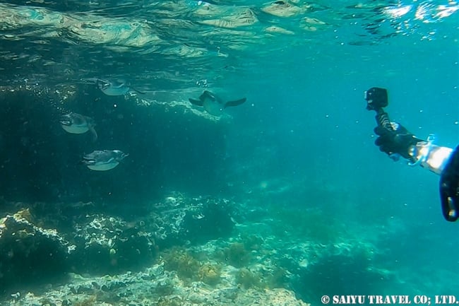 ガラパゴス諸島　イサベラ島　タグスコーブ　シュノーケリング Snorkelling at Tagus Cove ガラパゴスペンギン Galapagos Penguin (6)