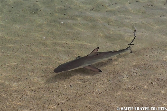 ガラパゴス諸島　ツマグロ Black-tipped Shark サンタクルス島　ドラゴンヒル Santa Cruz Island Cerro Dragon (15)